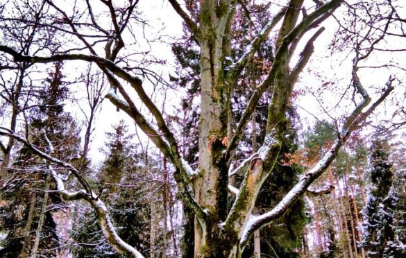 Charakterystyczne drzewo znajdujące się obok ruin leśniczówki.