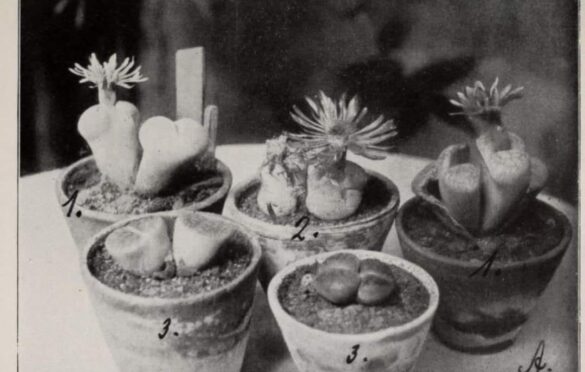 Część kaktusów prezentowanych na spotkaniu w domu przy Eckerbergstrasse 8/ Arkońska 8.