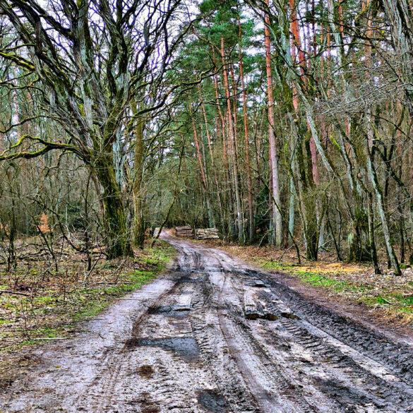 Trakt leśny prowadzący od Neu Leese (Nowe Leśno) do Pilchowa, obok cmentarzyka
