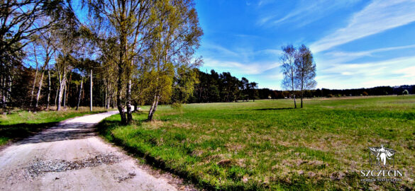 Idylliczny charakter wsi Mszczuje - polna droga, łąka i las w tle