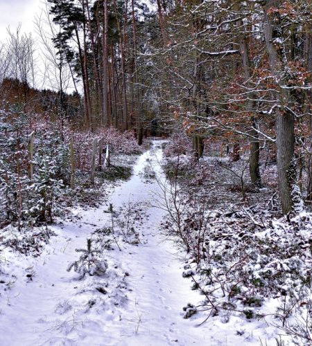 By dotrzeć do dawnego Charlottenberg możemy też skręcić w prawo, idąc "na przełaj" dawnych łąk