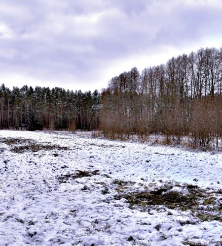 Istniejący od przynajmniej końca XIX wieku fragment pól uprawnych przed osadą Charlottenberg