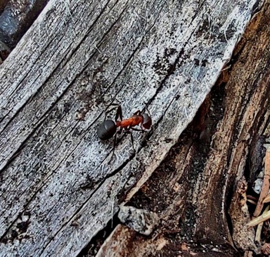 Niestety na mrówkach się nie znam, ale wielkie mrowisko na drodze do folwarku aż szumi od ruchu małych nóżek!