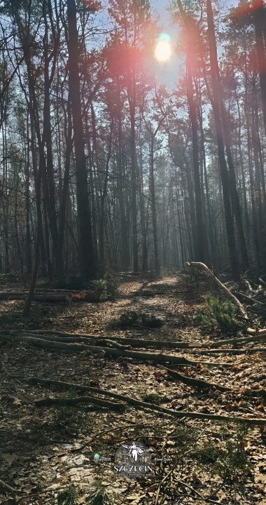 Po terenie południowej leśniczówki i budynków obok nie zostało nic, zarosło lasem