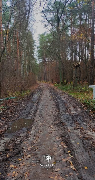 Leśna droga wiodąca od Bryczkowskiego w Wielgowie w kierunku na leśniczówkę Augustwalde