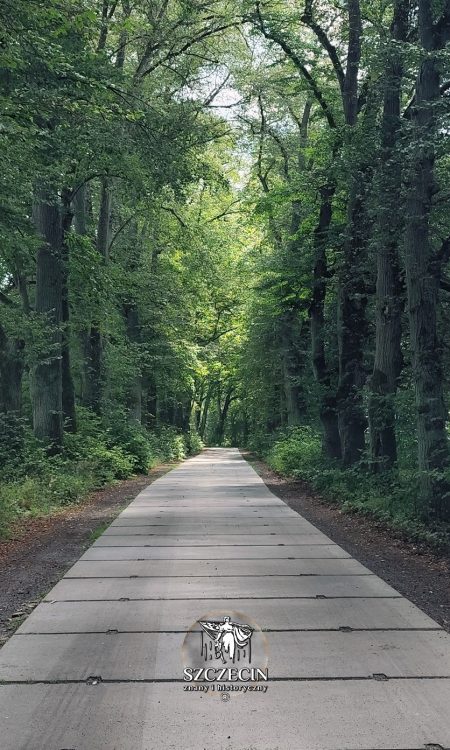 Droga łącząca Węgornik i Tanowo, obsadzona drzewami