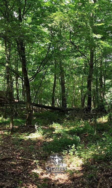 Widok od południa na ruiny po pałacu von Raminów