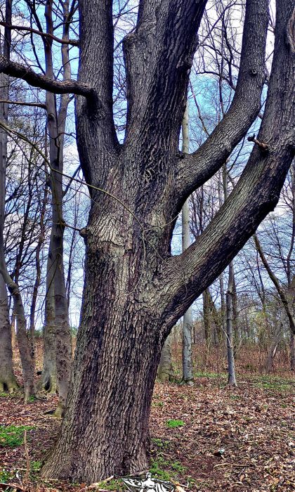 Stare drzewa są nie tylko przy głazach, ale i w pobliskim lesie