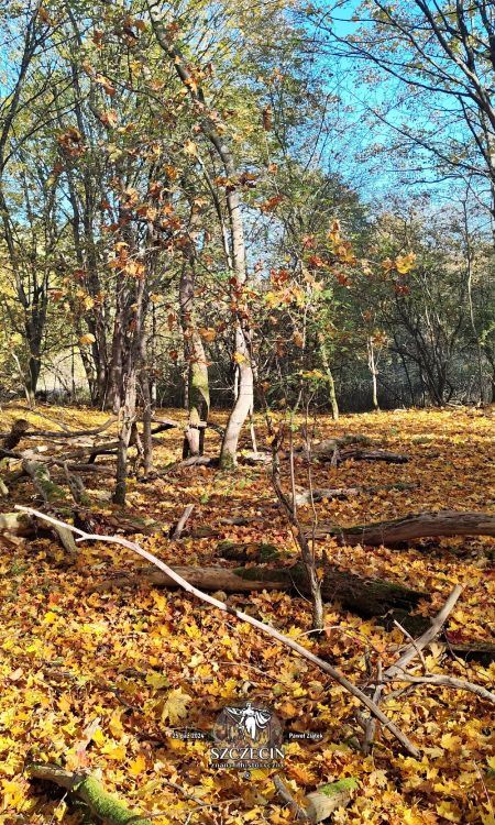 Do dzisiaj dobrze widoczny obszar niewielkich ogrodów za zabudowaniami Hornskrug