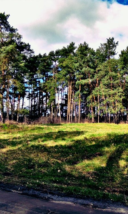 Skraj lasu oraz łąka, miejsce w którym stało kilka zabudowań dawnej osady Carpin