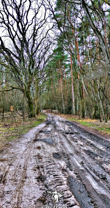 Trakt leśny prowadzący od Neu Leese (Nowe Leśno) do Pilchowa, obok cmentarzyka