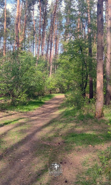 Docierając do skrzyżowania ścieżek wybieramy w prawo i po chwili jesteśmy obok miejsca po młynie