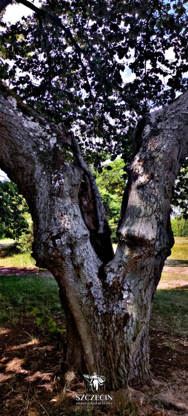 Ciekawe rozpołowione drzewo przy plaży, wciąż żywe i zielone