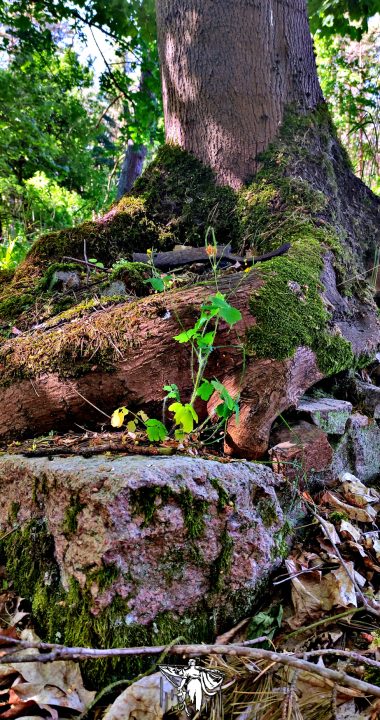 Matka natura to potężna sprawa, wrasta drzewem w stary fundament bez najmniejszego problemu