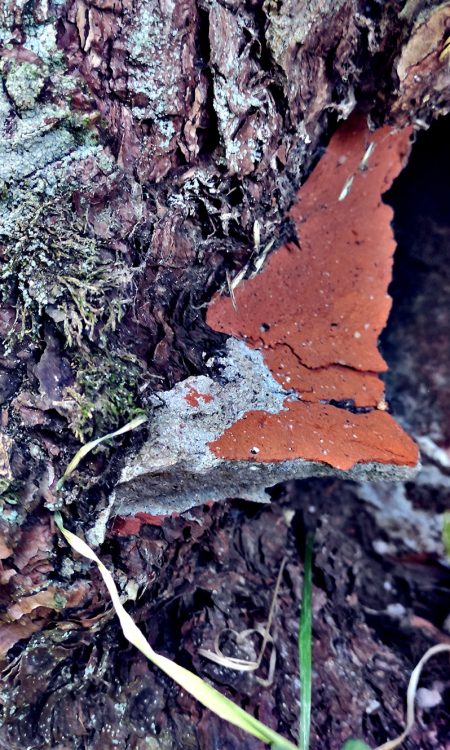 Matka natura nawet cegły zeżre - wiele z nich jest niemal całkowicie w drzewach