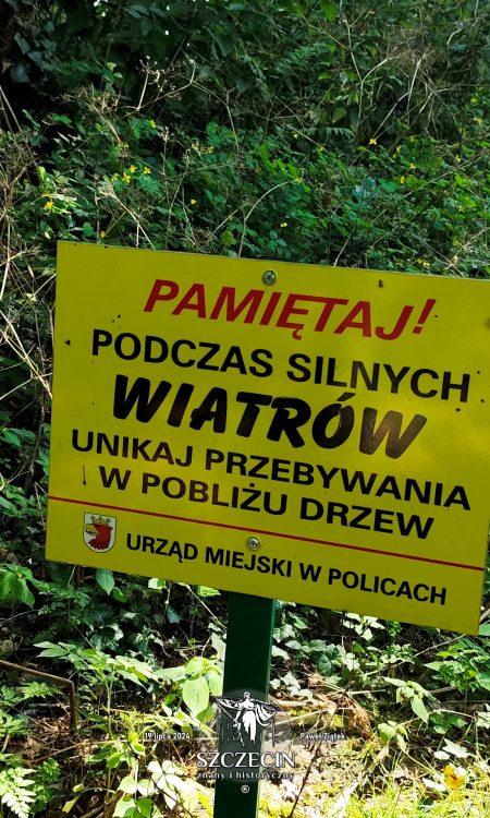 Dobrze tato, pamiętam że jak mocno wieje, to mam nie stać pod starym drzewem ;)