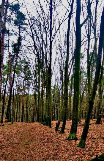 Ścieżka w kierunku północnym, folwark byłby za szpalerem drzew po prawej