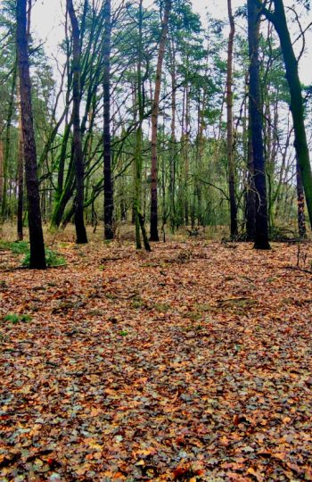 Po folwarku niemal nic nie zostało, ale widać charakterystyczne zagłębienie